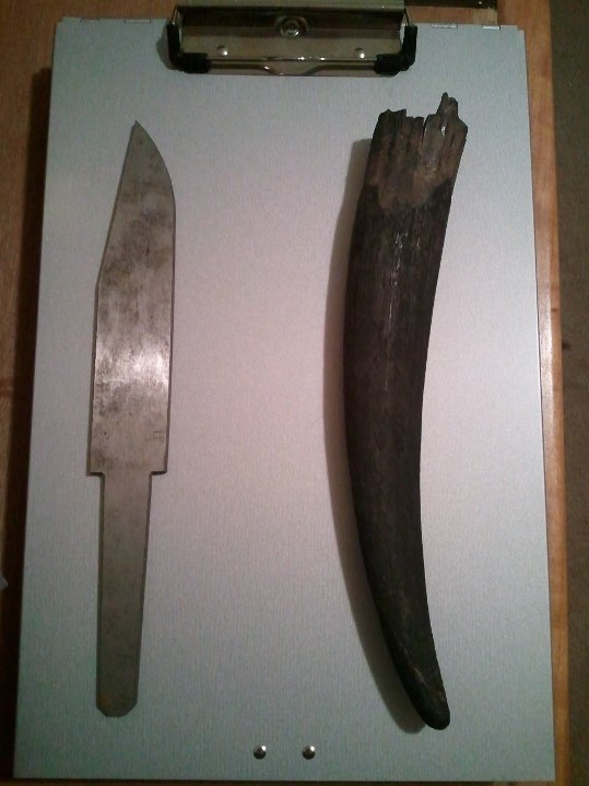 Fossil walrus and bowie blank